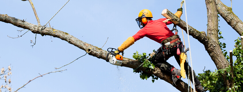 Organiscapes - Marble Falls Tree Trimming Service