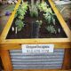 organiscapes-raised-garden-bed